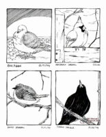 Four inked illustrations on one image, each with the name of the bird and the date I saw them. A Rock Pigeon standing on a subway floor with his ruff poofed up on January 13, 2024. A Northern Cardinal, sitting on a fence with snow around it on January 15, 2024. A House Sparrow sitting all poofed up on a branch on January 19, 2024. A Common Grackle from below as it also sits on a branch on February 10, 2024.