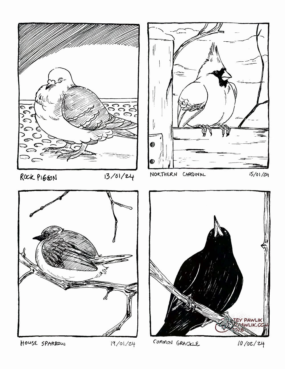 Four inked illustrations on one image, each with the name of the bird and the date I saw them. A Rock Pigeon standing on a subway floor with his ruff poofed up on January 13, 2024. A Northern Cardinal, sitting on a fence with snow around it on January 15, 2024. A House Sparrow sitting all poofed up on a branch on January 19, 2024. A Common Grackle from below as it also sits on a branch on February 10, 2024.