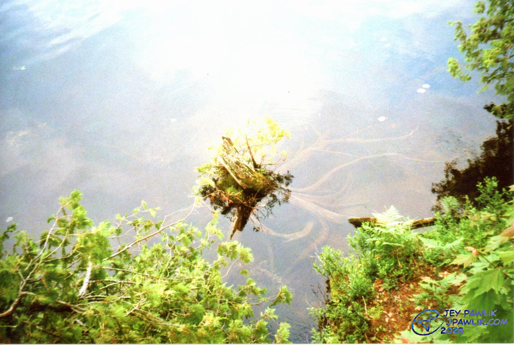 Colour film photo of a stump growing in a lake in Port Severn with vegetation framing the bottom and right sides of the photo.