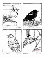 Four inked illustrations on one image, each with the name of the bird and the date I saw them. A blue jay sitting at a bird feeder on February 18, 2024. A red-winged blackbird sitting on some tall grass on April 7, 2024. A song sparrow on a branch with it's beak open in song on April 8, 2024. A chickadee sitting on a branch all puffed up on April 8, 2024.