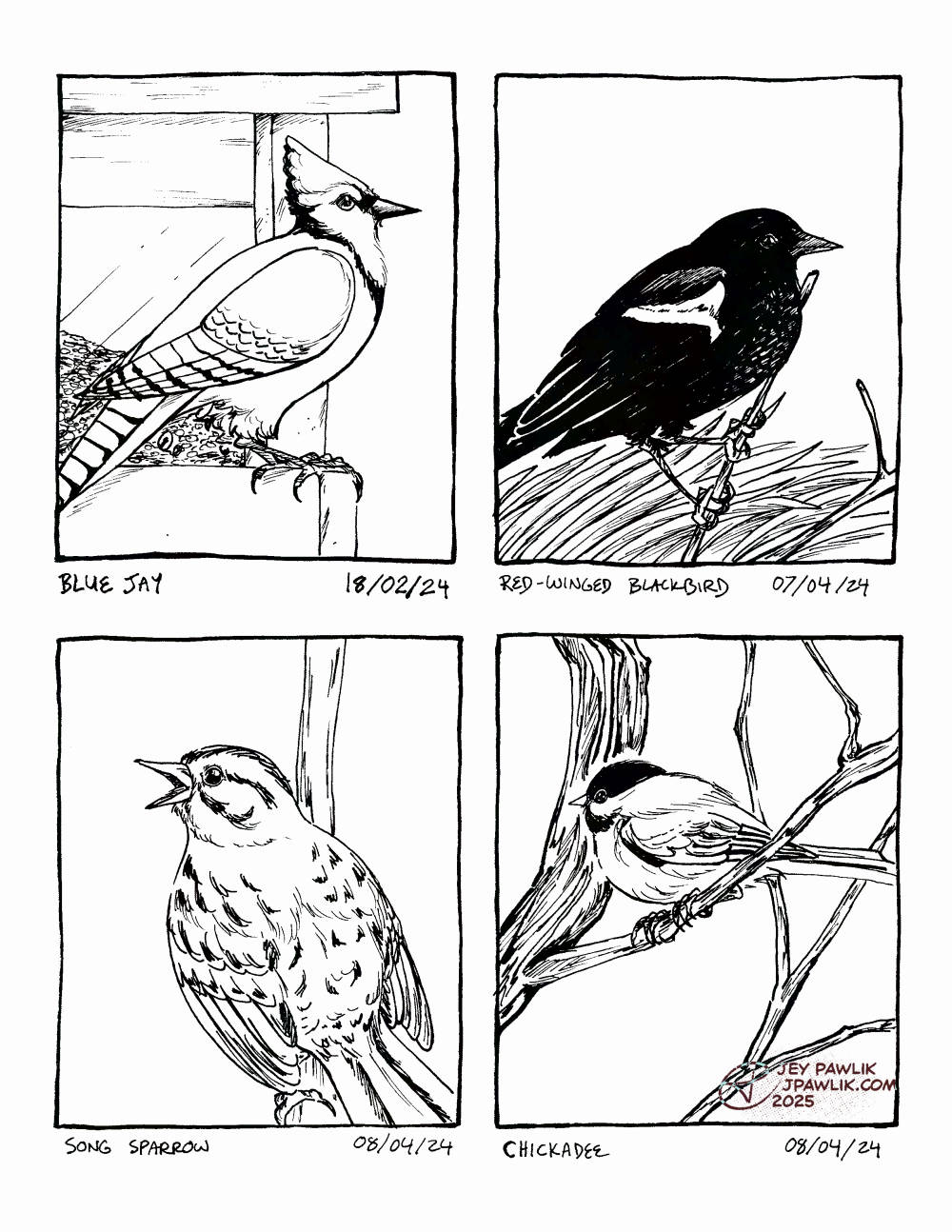 Four inked illustrations on one image, each with the name of the bird and the date I saw them. A blue jay sitting at a bird feeder on February 18, 2024. A red-winged blackbird sitting on some tall grass on April 7, 2024. A song sparrow on a branch with it's beak open in song on April 8, 2024. A chickadee sitting on a branch all puffed up on April 8, 2024.