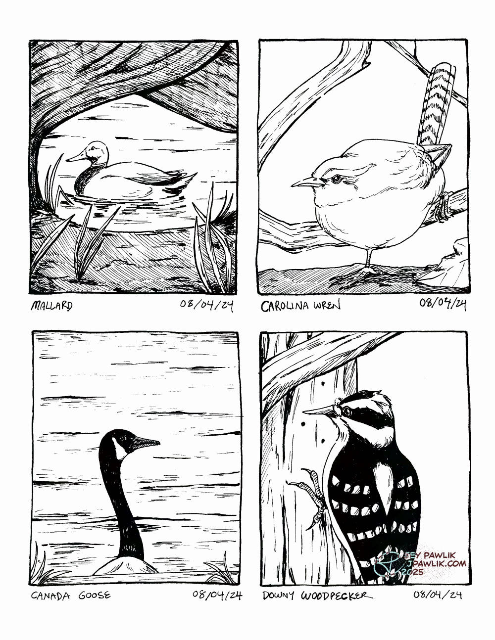 Four inked illustrations on one image, each with the name of the bird and the date I saw them. A mallard duck in the water framed nicely by winding tree trunks on April 8, 2024. A Carolina wren with one foot on the ground and the other on a branch on April 8, 2024. A Canadian goose with just it's neck and head coming out from behind a log with water in the background on April 8, 2024. A downy woodpecker clinging to a tree trunk on April 8, 2024.