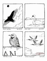 Four traditionally inked bird illustrations on one image. A turkey vulture on April 8, 2024. A mute swan on April 8, 2024. A northern flicker on April 21, 2024. A pair of common merganser on April 28, 2024.