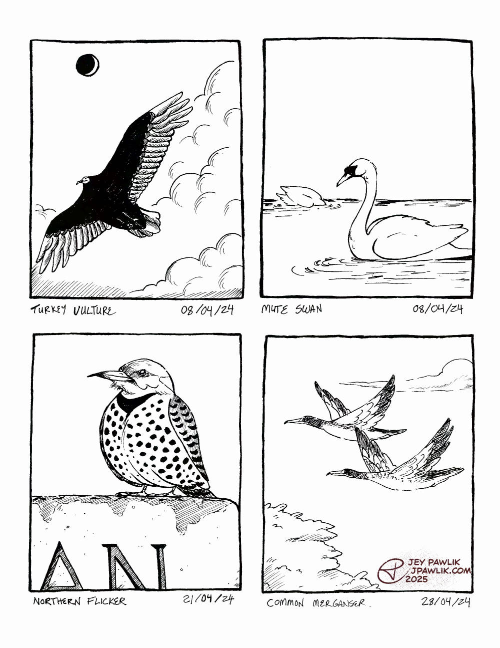 Four traditionally inked bird illustrations on one image. A turkey vulture on April 8, 2024. A mute swan on April 8, 2024. A northern flicker on April 21, 2024. A pair of common merganser on April 28, 2024.