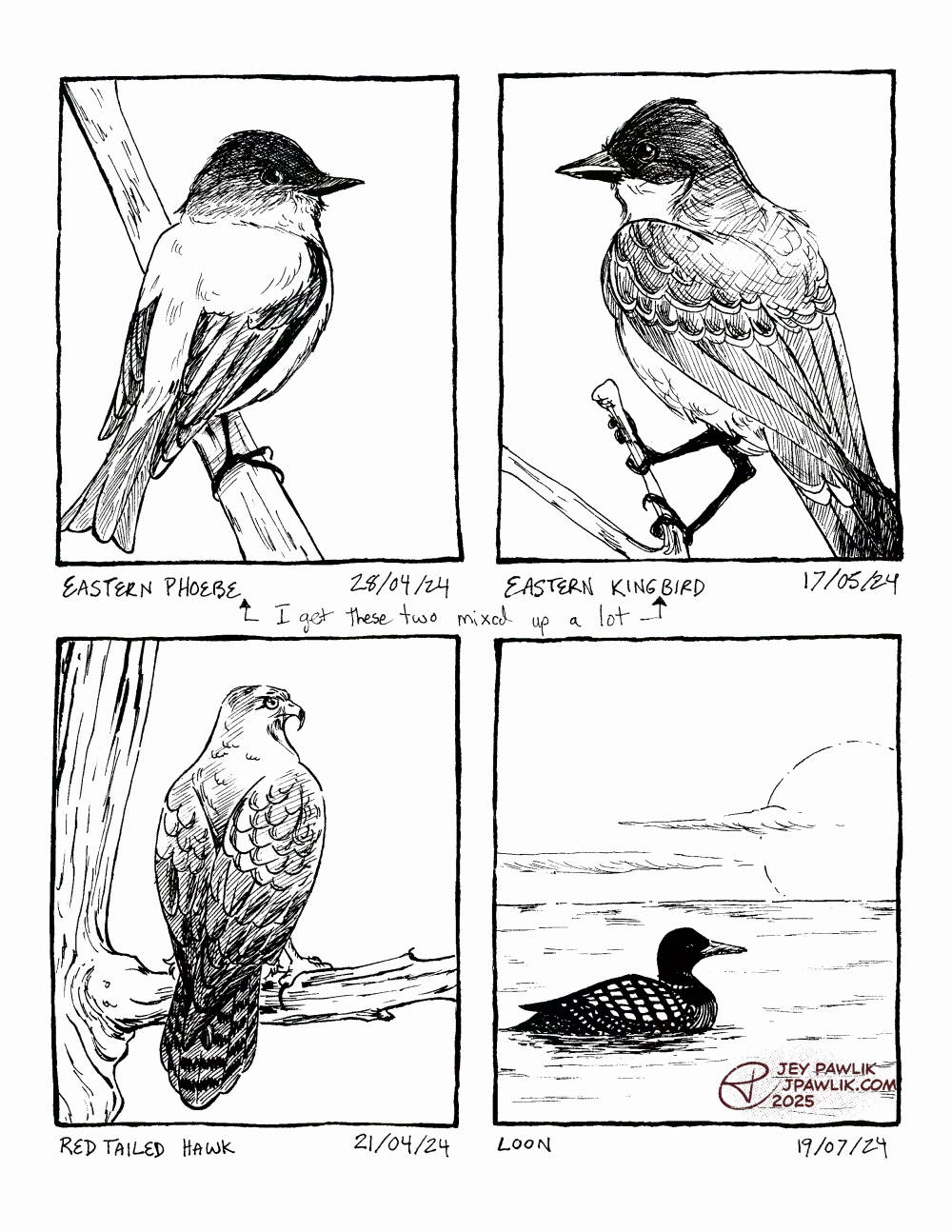 Four traditionally drawn bird illustrations on one image. An Eastern Phoebe on April 25, 2024. An Eastern Kingbird on May 17, 2024. A red tailed hawk on April 4, 2024. A Loon on July 19, 2024.