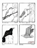 Four traditionally drawn bird illustrations on one image. A red eyed vireo on May 18, 2025. A ruby throated hummingbird on July 19, 2025. A raven on September 10, 2025. A bald eagle on September 22, 2025.
