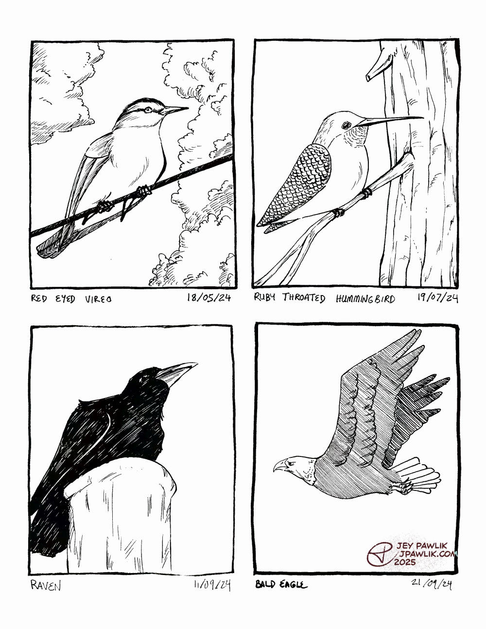 Four traditionally drawn bird illustrations on one image. A red eyed vireo on May 18, 2025. A ruby throated hummingbird on July 19, 2025. A raven on September 10, 2025. A bald eagle on September 22, 2025.