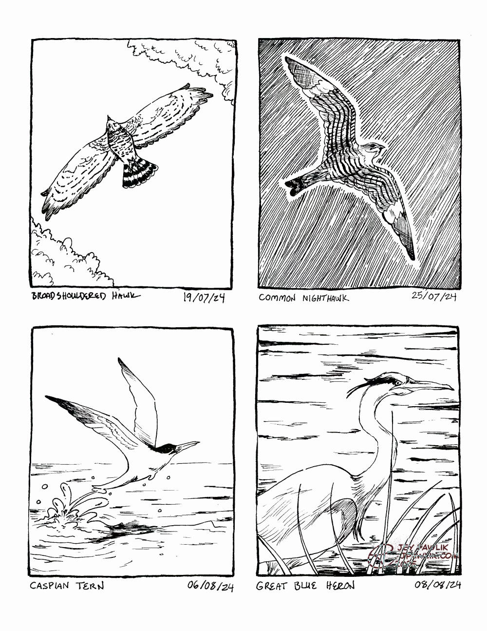 Four traditionally drawn bird illustrations on one image. A broad-shouldered hawk on July 19, 2024. A common nighthawk on July 25th, 2024. A caspian tern on August 6th, 2024. A great blue heron on August 8th, 2024.