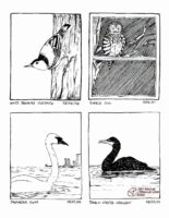 Four traditionally drawn bird illustrations on one image. White-breasted nuthatch, August 8, 2024. Barred Owl, August 10, 2024. Trumpeter Swan, September 28, 2024. Double-crested Cormorant, September 28, 2024.