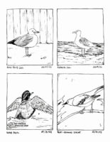 Birds I Saw – 9