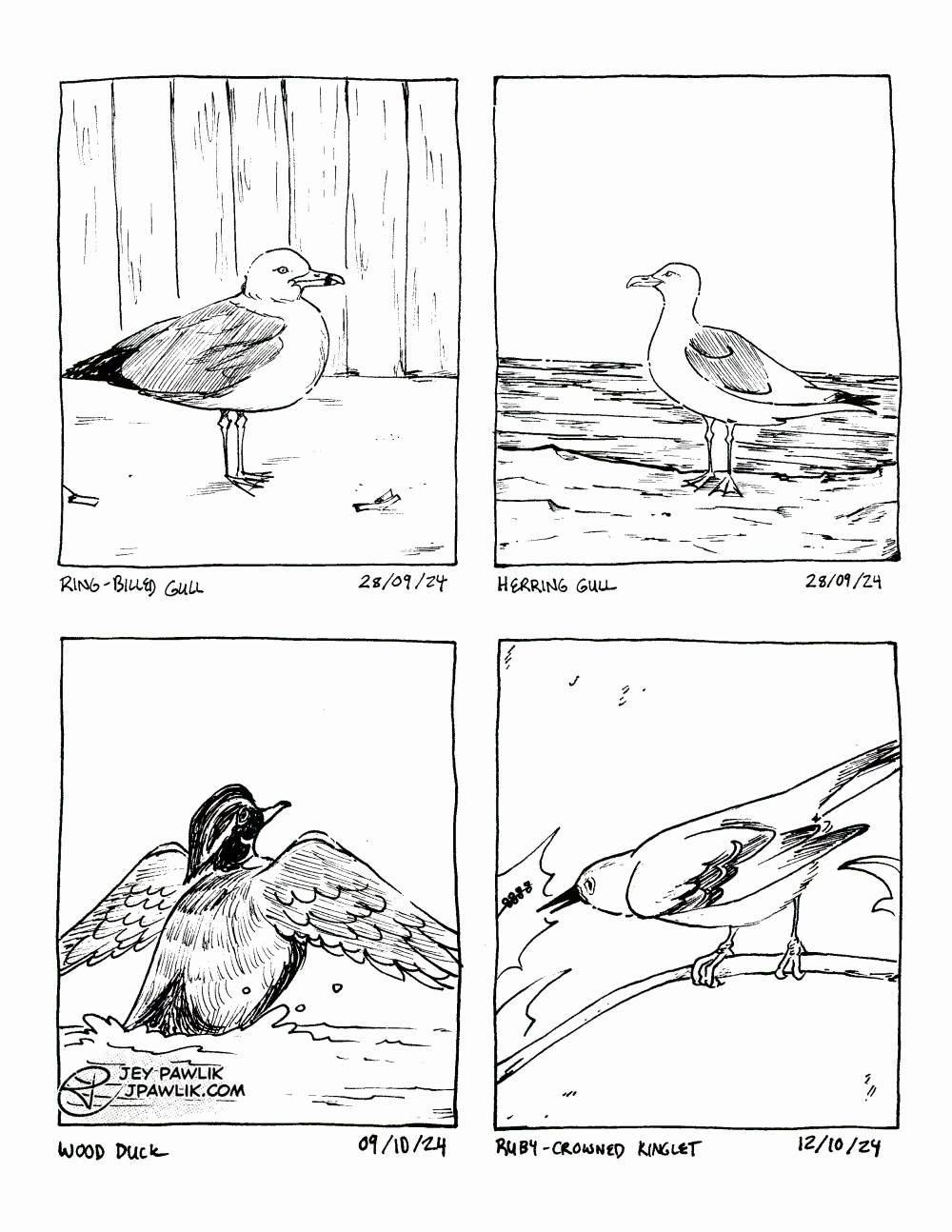 Birds I Saw – 9