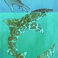 2018, Ocellate Tope Shark