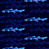 2019, Swim On 5 Inner Pattern